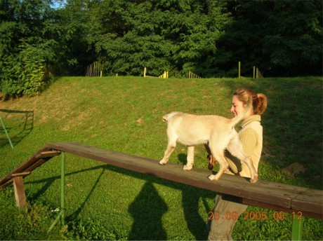 Výcvik sťěňat 2005 -Sáře to na kladině šlo už od malička.jpg