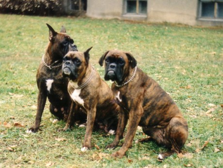 Mamka,babča,dcera_800.jpg