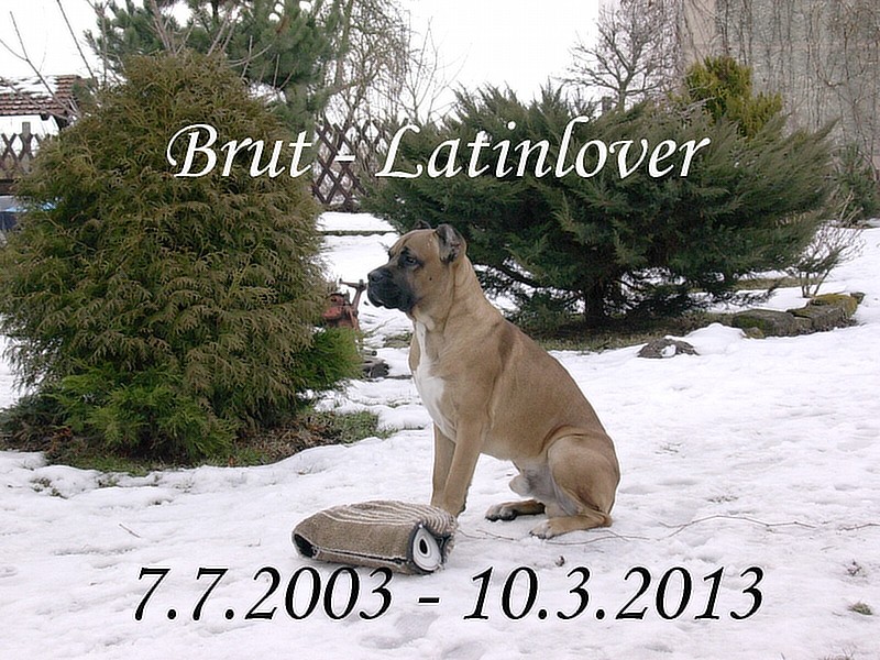 Brut13