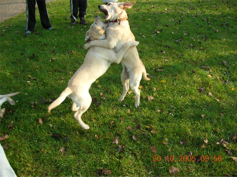 Výcvik sťěňat 2005 - Ha, tak kdo tady bude pán, co....jpg