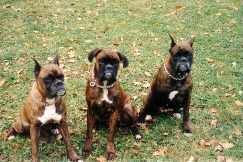 Dyta,Aida,Abra_800.jpg